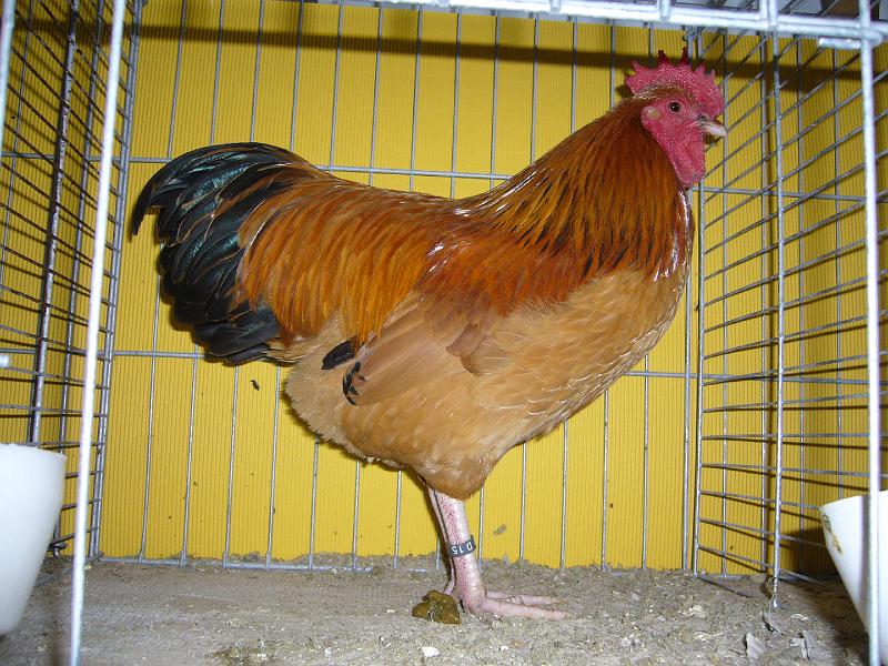 Hannover 2008 343.jpg - Zwerg Sussex gelb-schwarzcoumbia von Franz Hallermann Preis sg 95 E